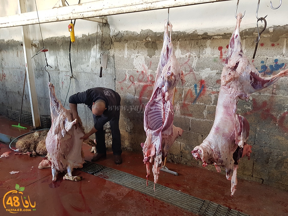 dab7 kharoof jam3iya (16).jpg